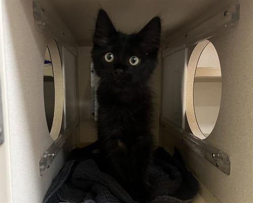 NAVEL ORANGE - Domestic Medium Hair for adoption in Westminster