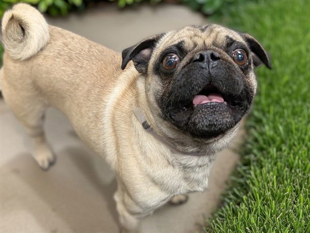 CORKSCREW - Pug available for adoption