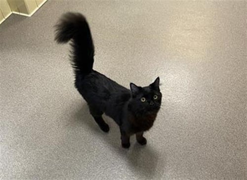 CARNIVAL - Domestic Long Hair for adoption in Westminster