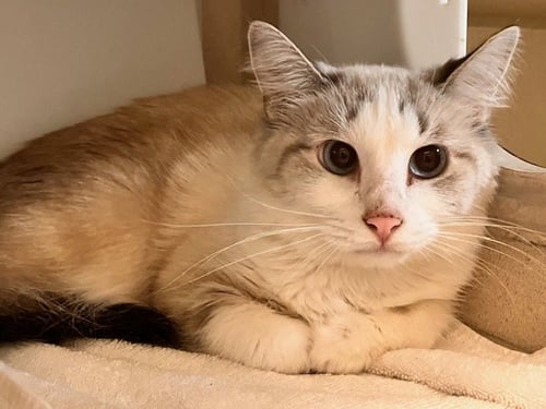 PRISS - Domestic Short Hair available for adoption
