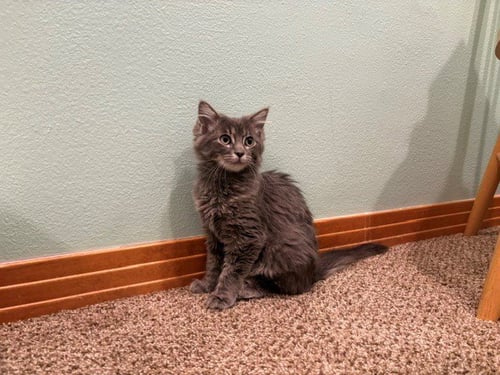 BEATRICE - Domestic Long Hair available for adoption