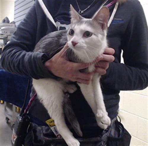 AME - Domestic Short Hair for adoption in Denver