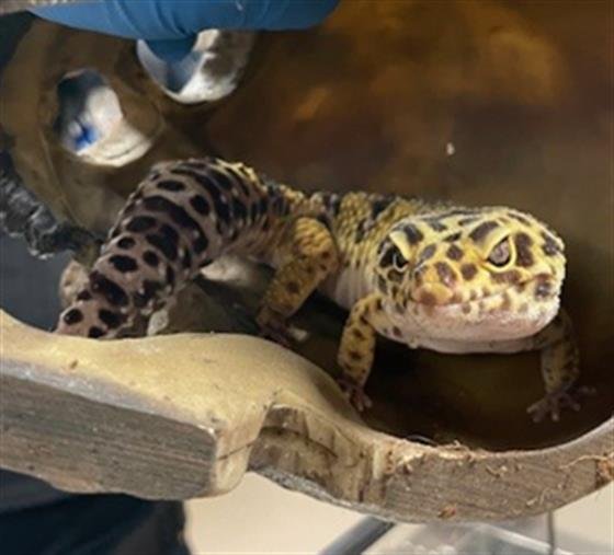 PORK DUMPLING - Lizard available for adoption