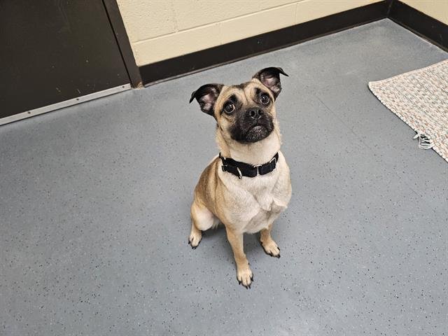 MIKA - Pug available for adoption