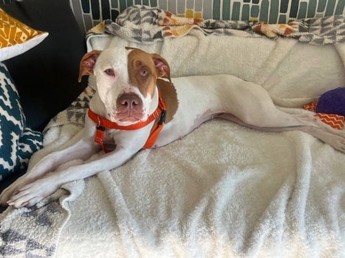 KEIKO - American Pit Bull Terrier available for adoption