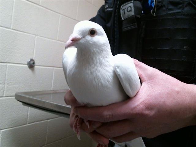 CLOUD - Pigeon available for adoption