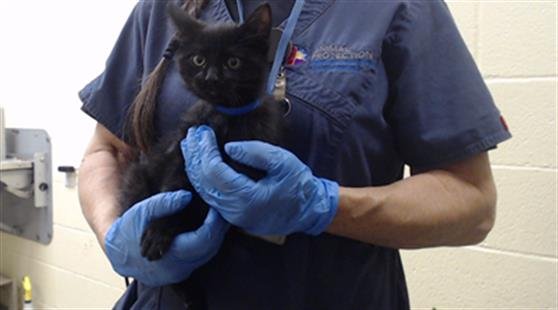 GREEN BEANS - Domestic Short Hair available for adoption