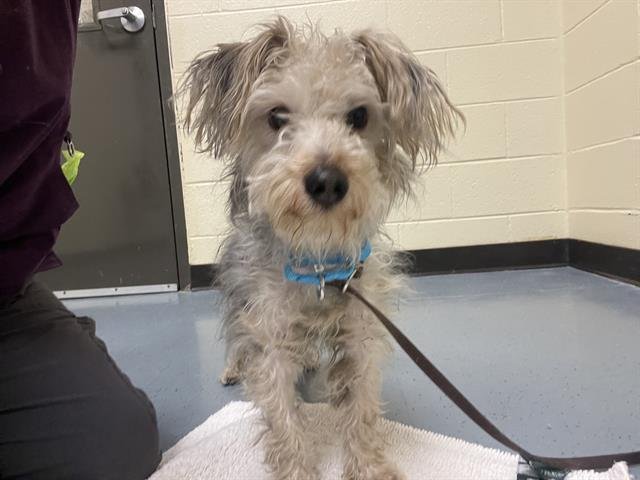 SALT N PEPA - Yorkshire Terrier Yorkie / Miniature Schnauzer available for adoption