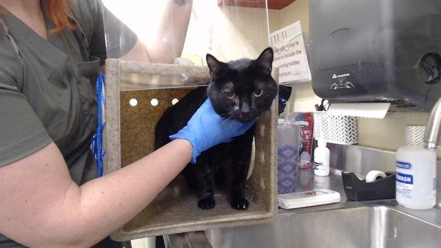 PINGU - Domestic Short Hair available for adoption