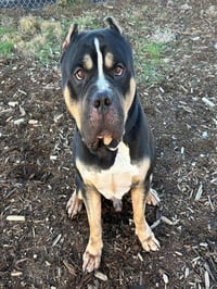 SOSA - Photo 1