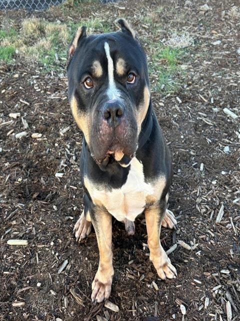SOSA - Mastiff / American Staffordshire Terrier available for adoption