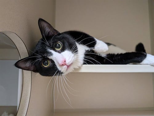 SAMMY - Domestic Short Hair available for adoption