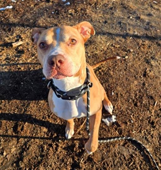 SOL - American Pit Bull Terrier available for adoption