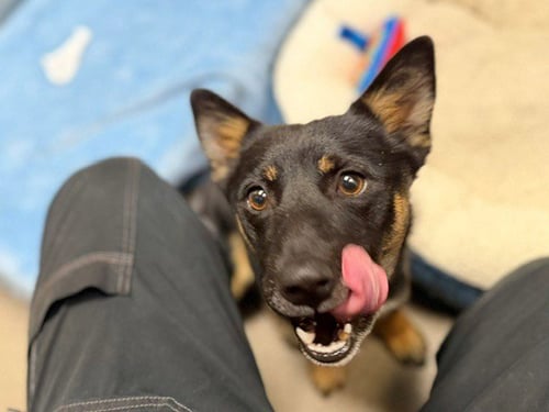 BONES - Shiba Inu available for adoption