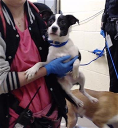 DUKE - Chihuahua / Border Collie available for adoption