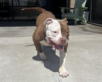 STACY'S MOM - Photo 1