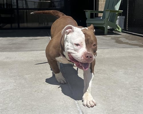 STACY'S MOM - American Pit Bull Terrier available for adoption