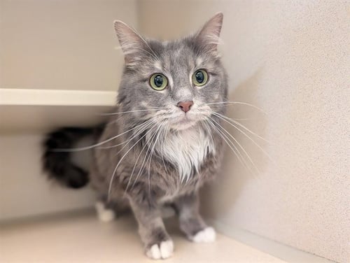 MILLY - Domestic Long Hair available for adoption