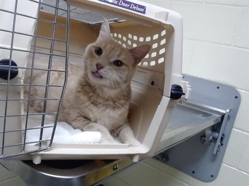 CREAMSICLE - Domestic Short Hair available for adoption