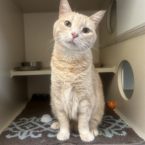 CREAMSICLE - Domestic Short Hair available for adoption