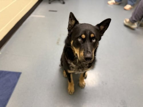 AXL ROSE - German Shepherd Dog / Husky available for adoption