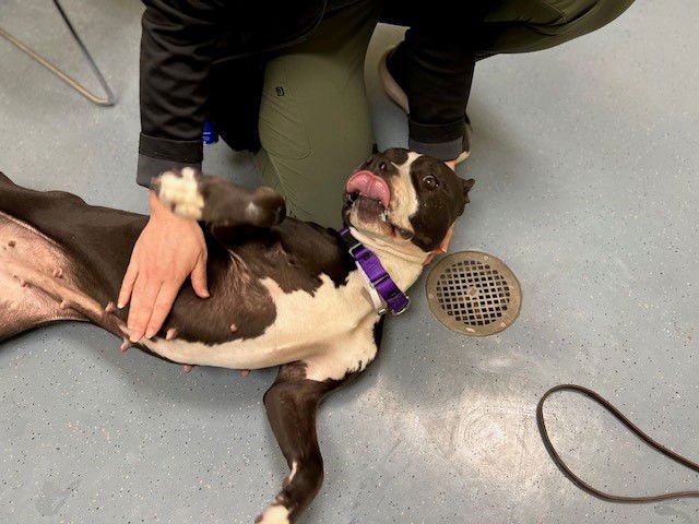 STEPHANIE FROM SALES - American Pit Bull Terrier available for adoption