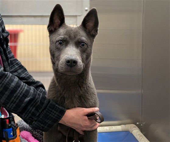 JORDAN STOLZ - Australian Cattle Dog/Blue Heeler / Shiba Inu available for adoption