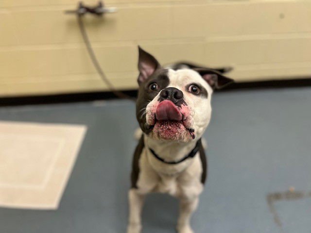 APOLLO - American Staffordshire Terrier available for adoption