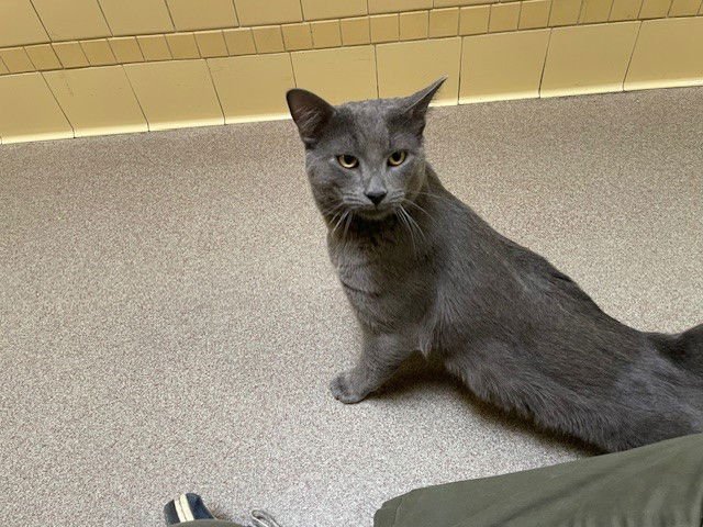 GARY GREMLIN - Domestic Short Hair available for adoption