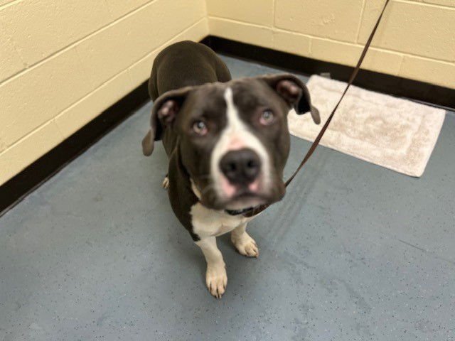 EEYORE - American Staffordshire Terrier available for adoption