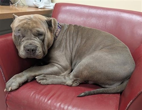 SNUFFLES - Cane Corso Mastiff available for adoption