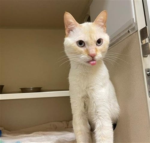 HI-DIVE - Domestic Short Hair available for adoption