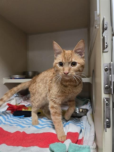 JG WENTWORTH - Domestic Short Hair available for adoption