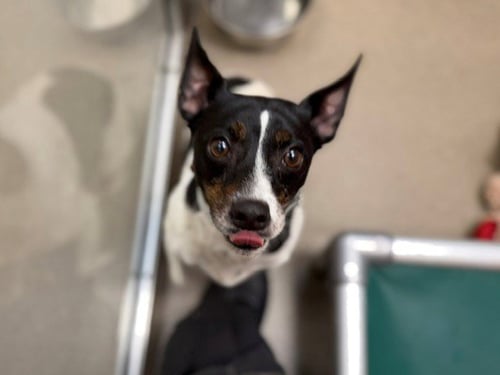 GIGI - Jack Russell Terrier (Parson Russell Terrier) available for adoption