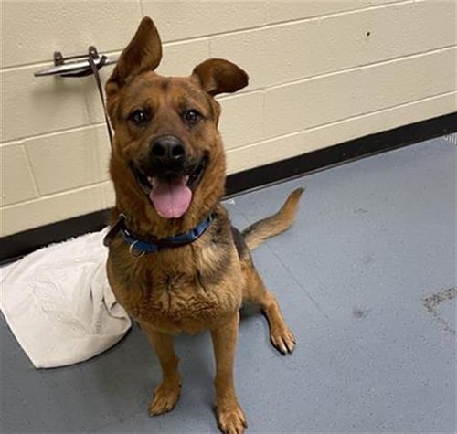 MACKIE - German Shepherd Dog for adoption in Denver