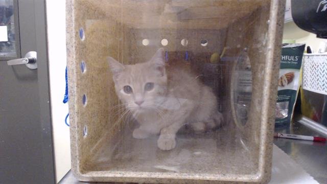 FIREHEART - Domestic Short Hair available for adoption