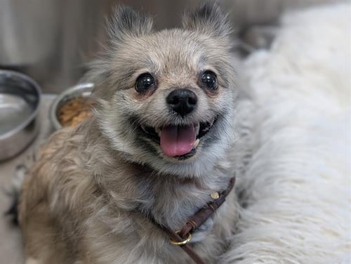 DAISY - Pomeranian available for adoption