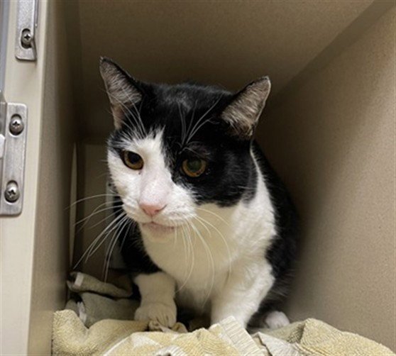 BINX Image