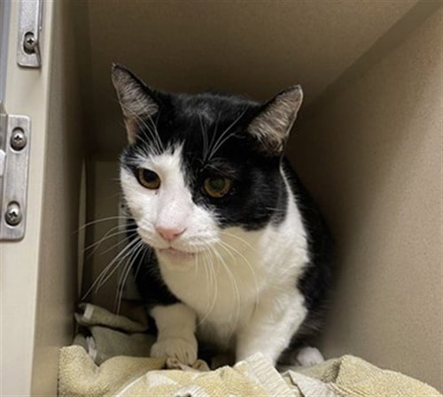 BINX - Domestic Short Hair available for adoption