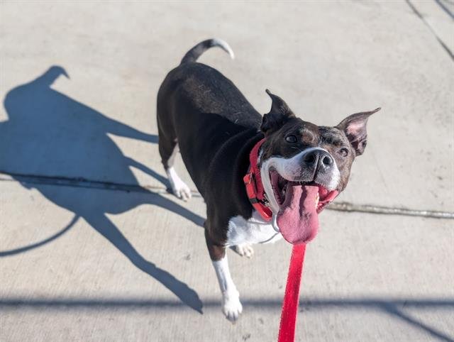 BABY GIRL - Collie / Beagle available for adoption