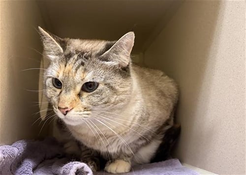 KIRA - Domestic Short Hair for adoption in Lakewood