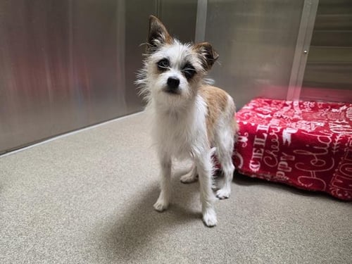 ESTRELLA - Jack Russell Terrier (Parson Russell Terrier) available for adoption