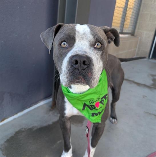 BANDITO - American Pit Bull Terrier available for adoption