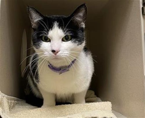 CHESTER - Domestic Short Hair available for adoption