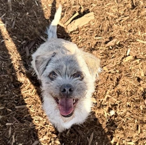 NELSON - Shih Tzu / Dachshund available for adoption