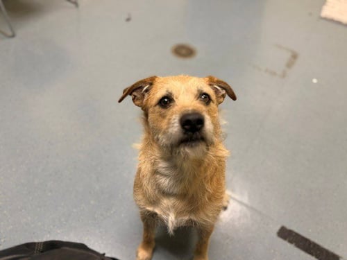 BIG MOMMA - Border Terrier available for adoption