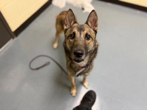 GAIA - German Shepherd Dog available for adoption
