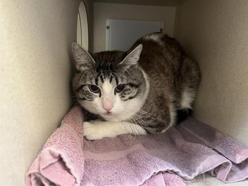 BERNIE - Domestic Short Hair available for adoption