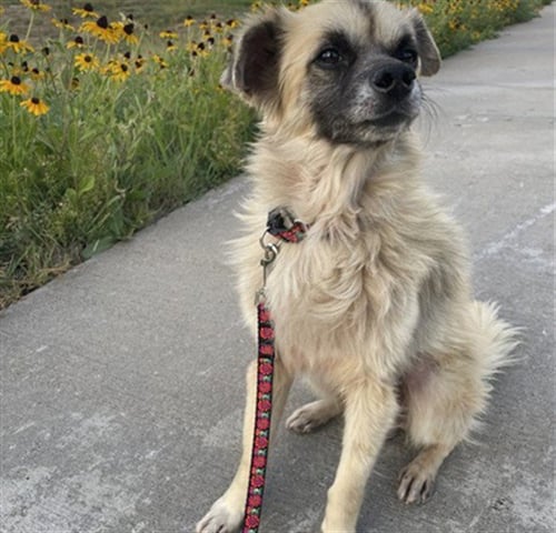 MOUSE - Chihuahua for adoption in Denver
