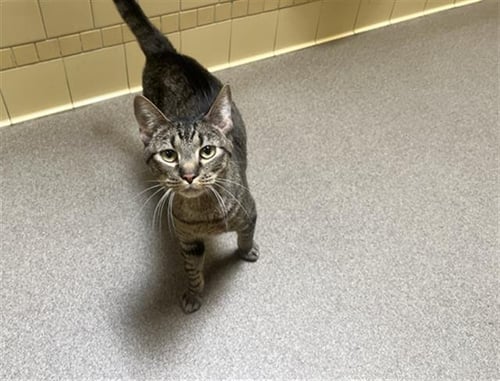 SYMBA - Domestic Short Hair available for adoption